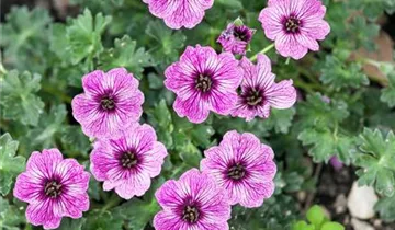 Zum Vergrößern klicken Bildvorschau