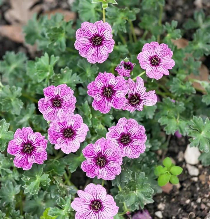 Aschgrauer Storchschnabel Aschgrauer Storchschnabel