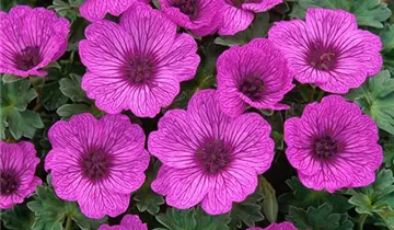 Zum Vergrößern klicken Bildvorschau