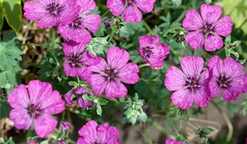 Zum Vergrößern klicken Bildvorschau