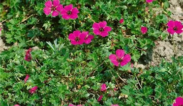 Zum Vergrößern klicken Bildvorschau