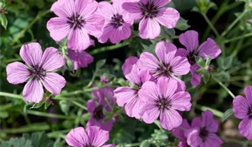 Zum Vergrößern klicken Bildvorschau