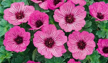 Zum Vergrößern klicken Bildvorschau