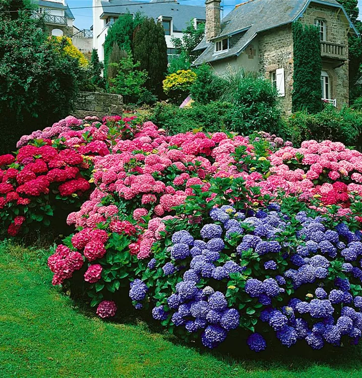 Bauernhortensie 'Forever & Ever'®