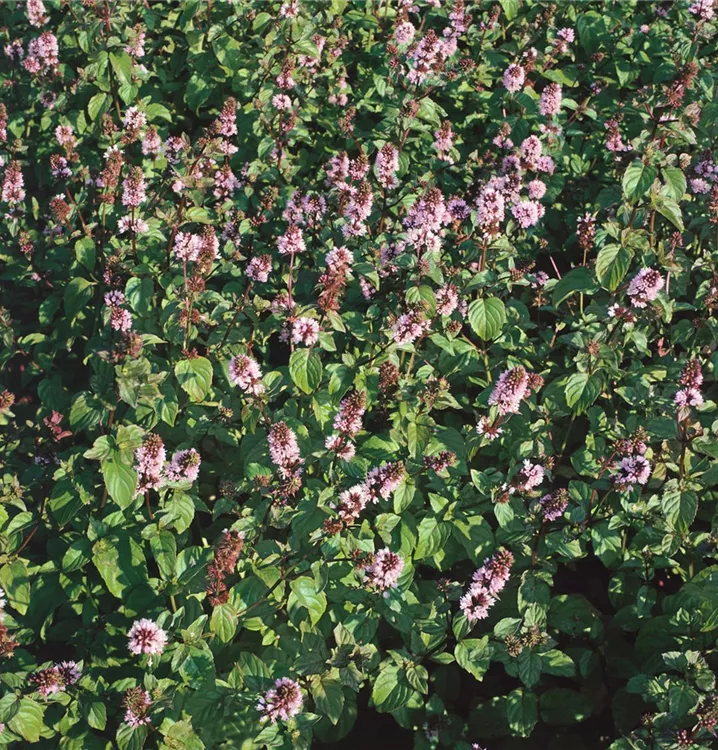 Krause Garten-Minze