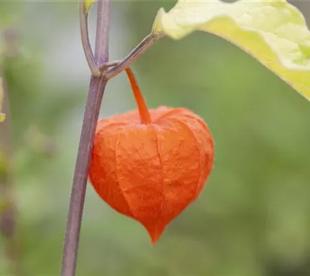 Die Lampionblume: alles andere als ein Nachtschattengewächs