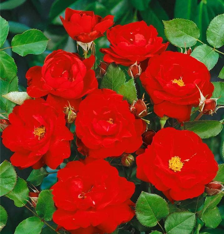 Beetrose 'Lilli Marleen'®